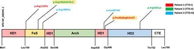 Impaired B-cell function in ERCC2 deficiency